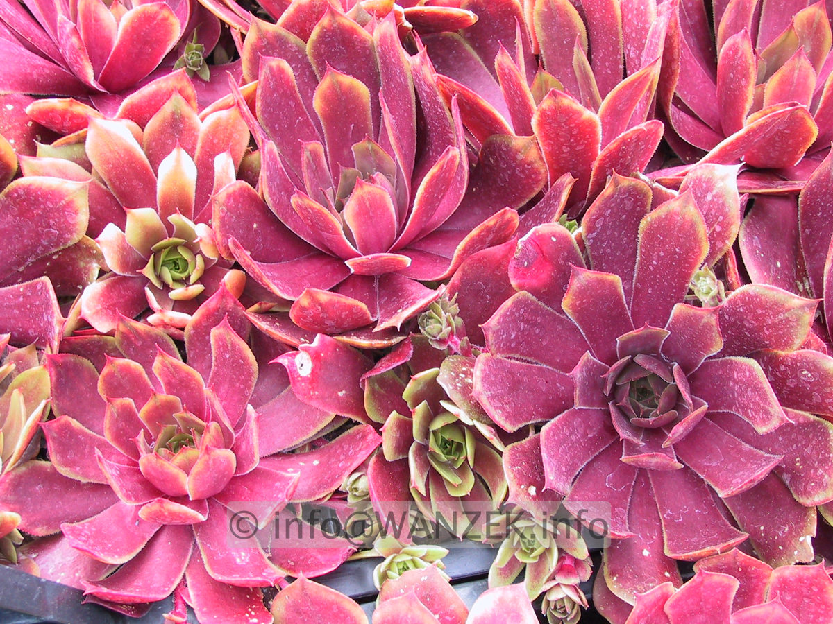 Sempervivum hybridum in Sorten 05.JPG